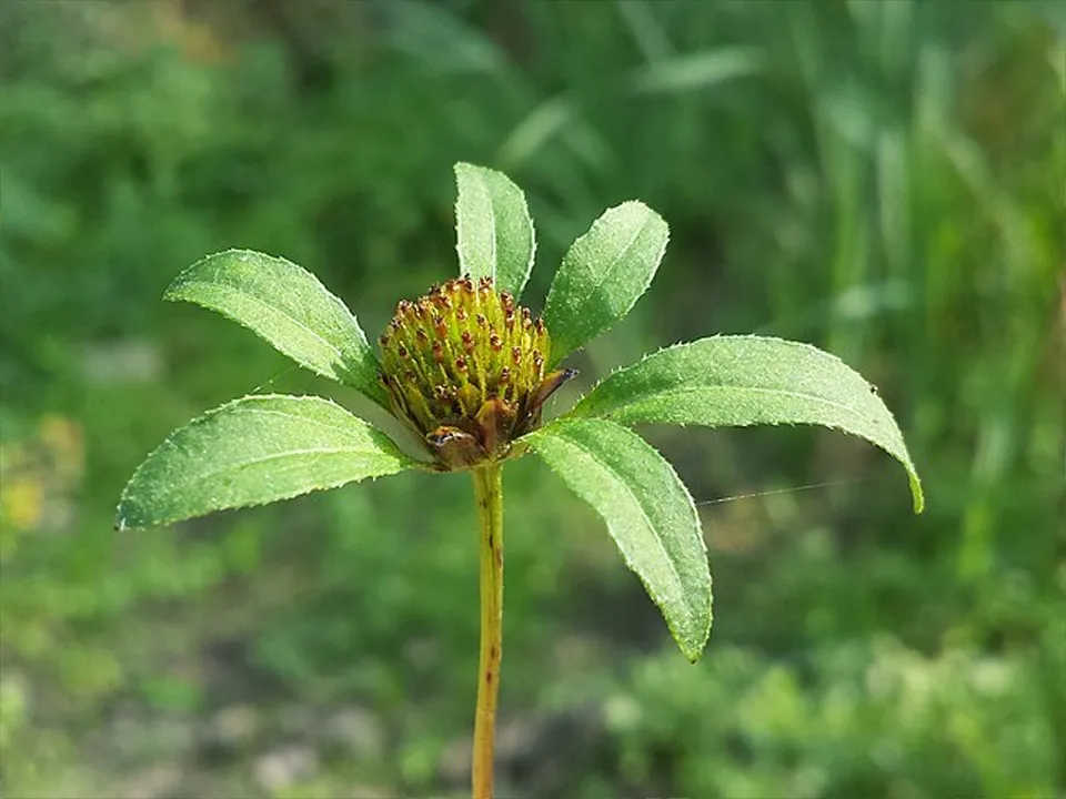 Фото: commons.wikimedia/Stefan.lefnaer