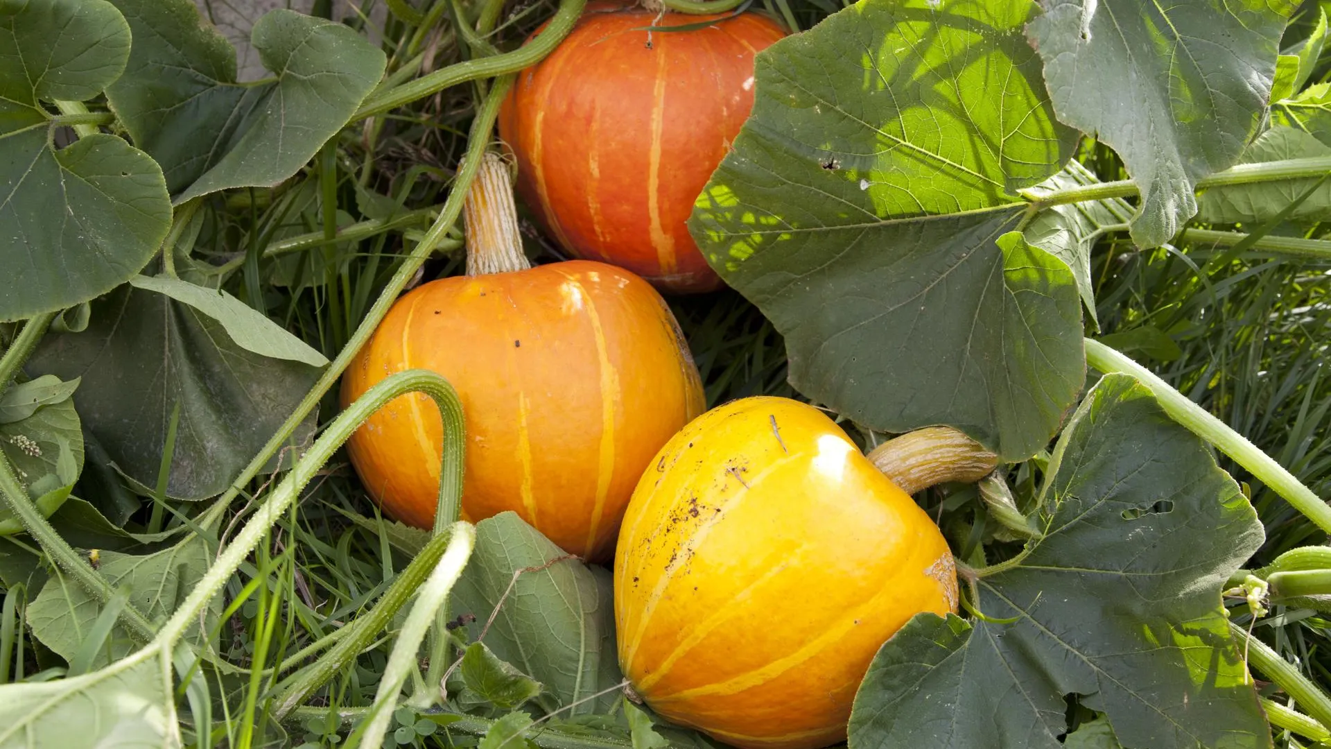 Юрист Подъяблонский предупредил дачников о вероятности наказания за реализацию урожая и заготовок на рынке