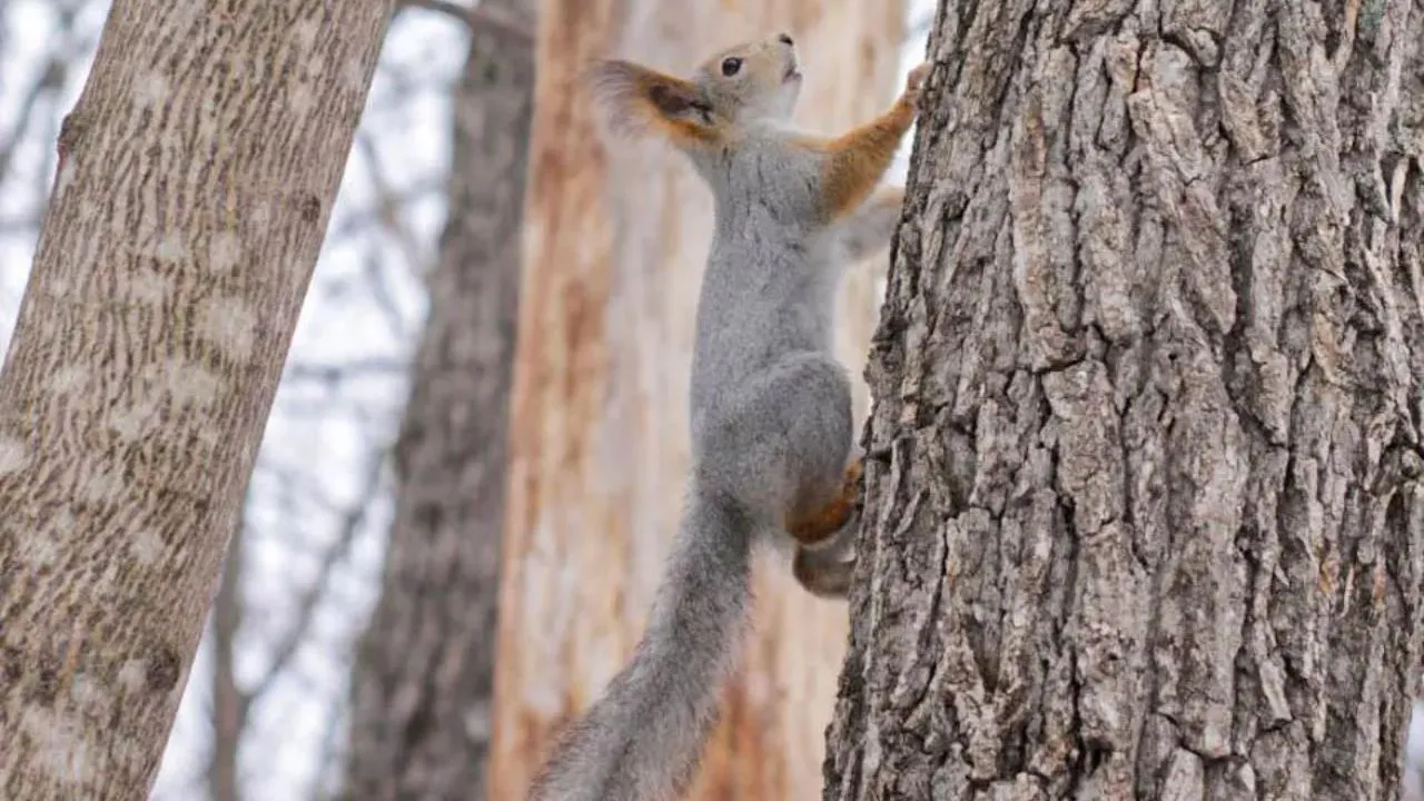 REGIONS/Эльвира Сафина