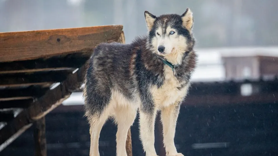 Фото: медиасток.рф