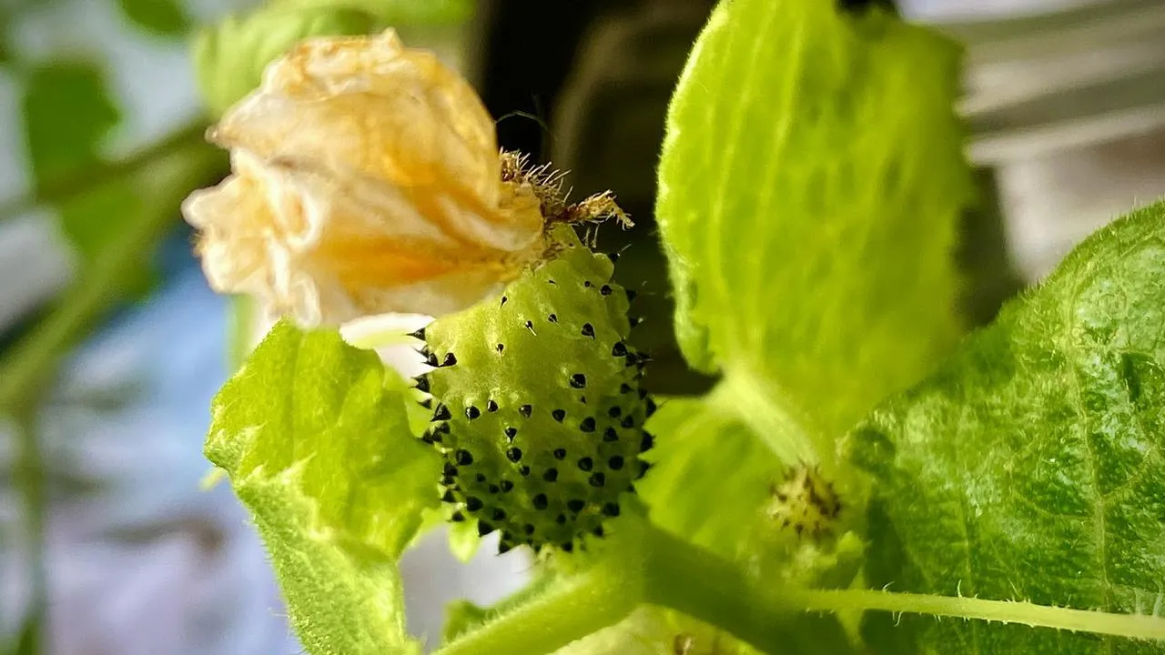 REGIONS/Александр Легкий