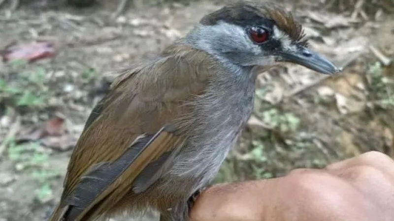 Panji Gusti Akbar et al. / BirdingASIA 