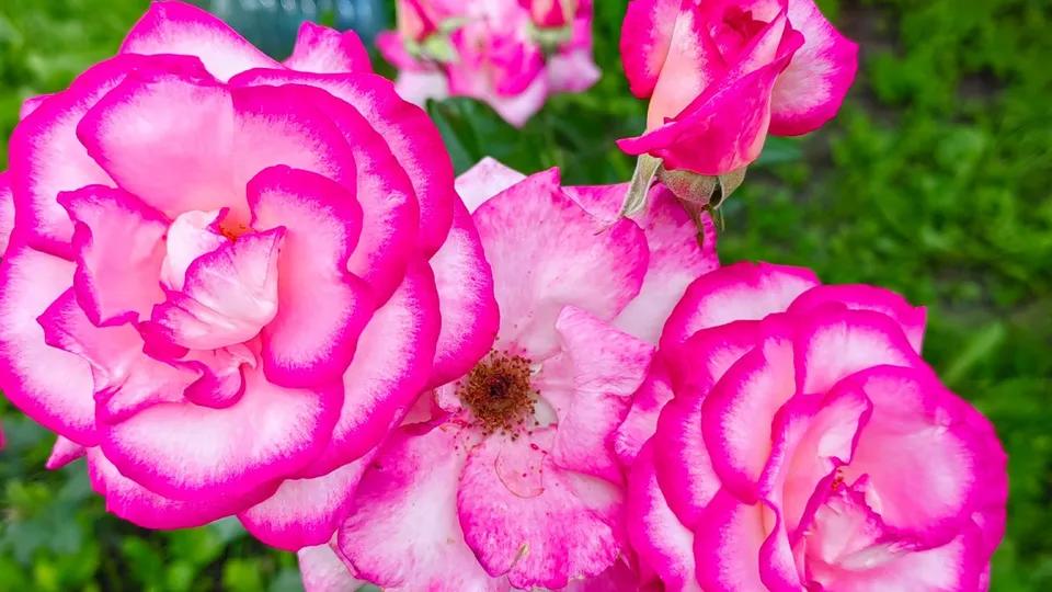 Сортовую розу «Клер Роуз» жительница Электростали вырастила из черенка, сохранив память о прекрасном подаренном букете. Фото: Елена Тарасова