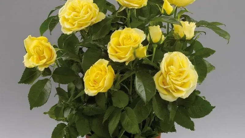 Сотни роз из Нидерландов сожгли в Подмосковье из-за опасного вредителя