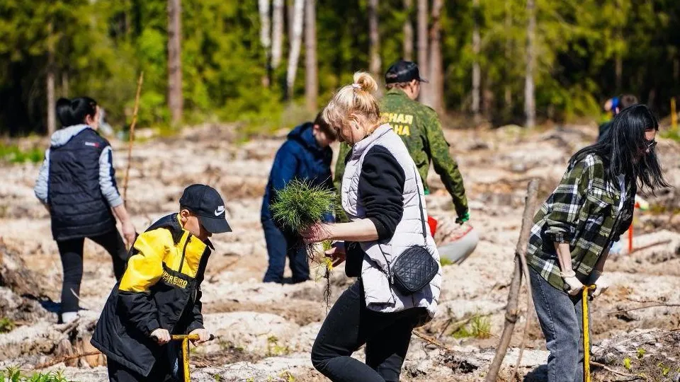 Фото: Комитет лесного хозяйства Московской области