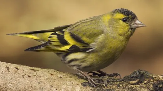 Фото: https://ru.wikipedia.org/