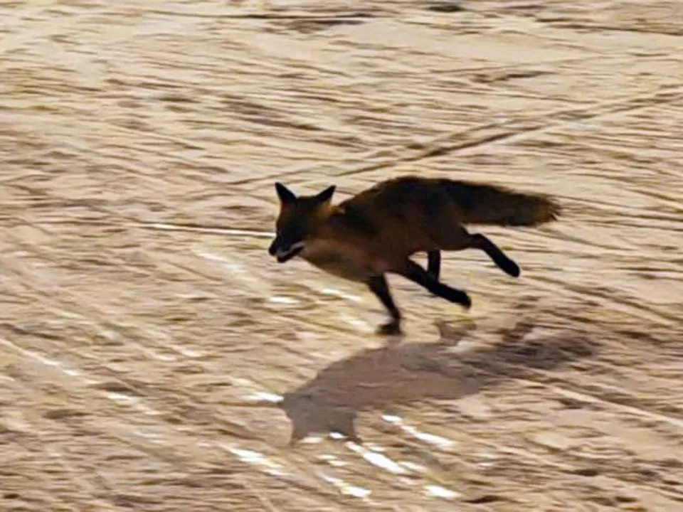 Фото: МАУ СОК «Яхрома»