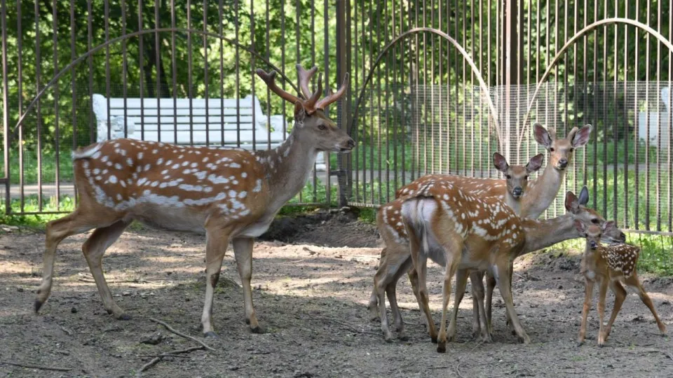 Фото: t.me/Lotoshino_park