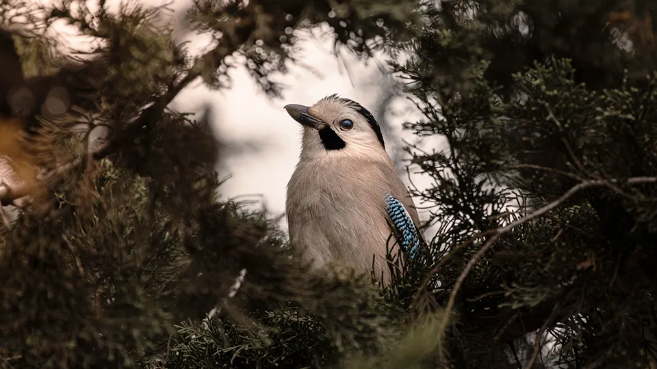 Фото: istockphoto.com/Nikita Cherepov