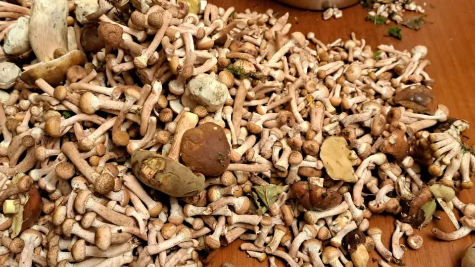 Фото: МедиаБанк Подмосковья/Мария Петрова