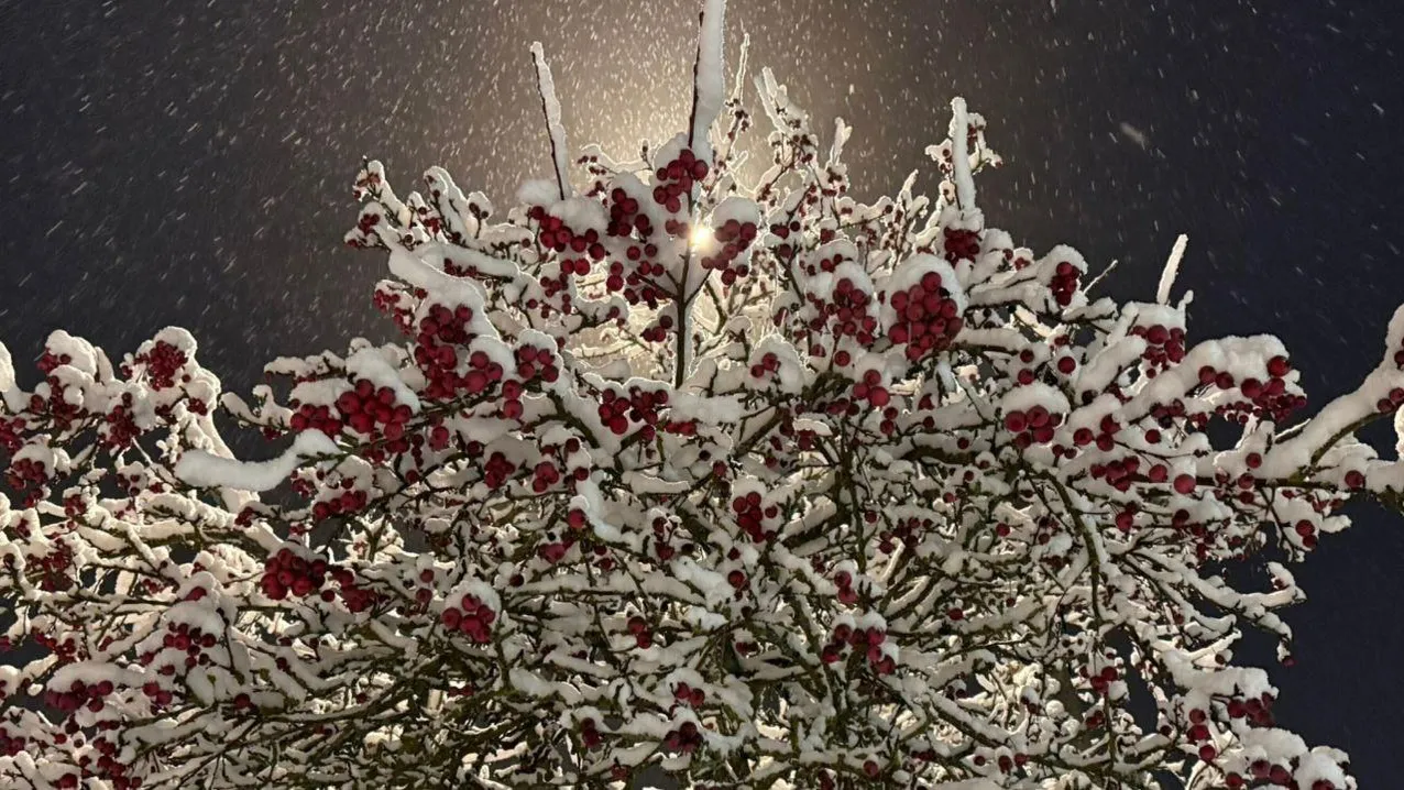 Марина Алифанова