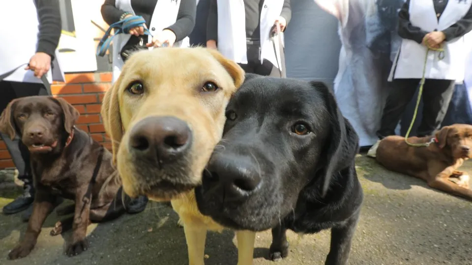 Фото: пресс-служба администрации г.о. Балашиха