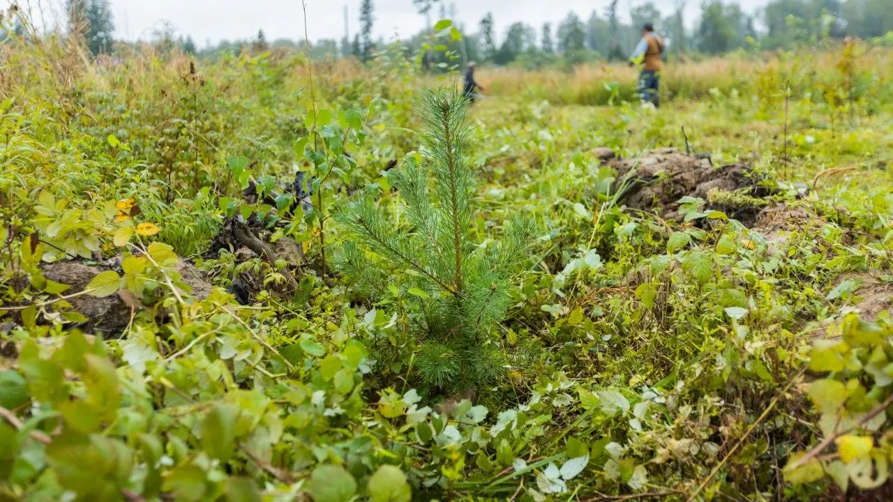 Комитет лесного хозяйства Московской области