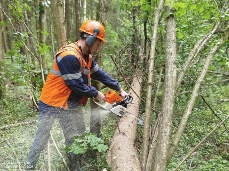 Фото: Комитет лесного хозяйства Московской области
