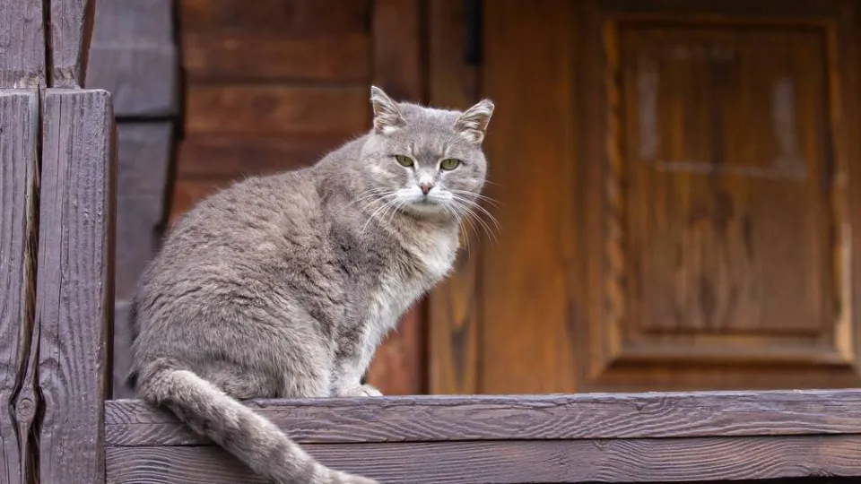 Фото: t.me/podolskadm