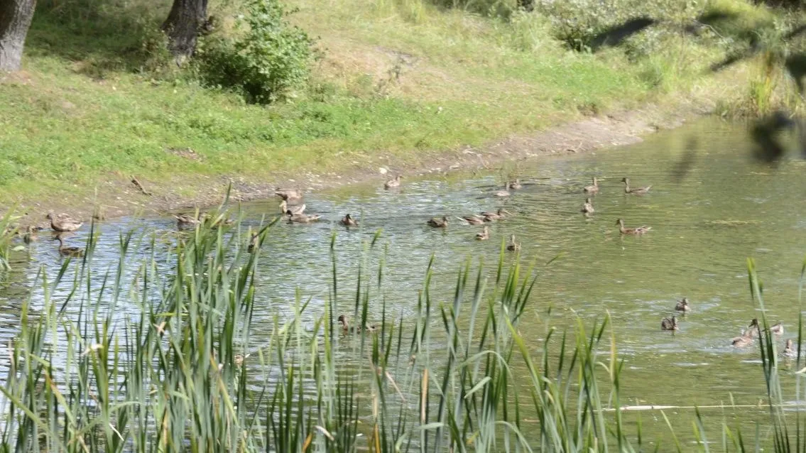 Фото: администрация г.о. Коломна