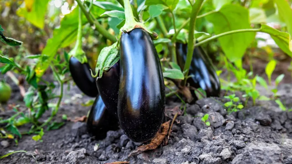 Фото: istockphoto.com