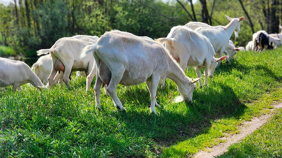 Фото: МедиаБанк Подмосковья/Светлана Плотникова