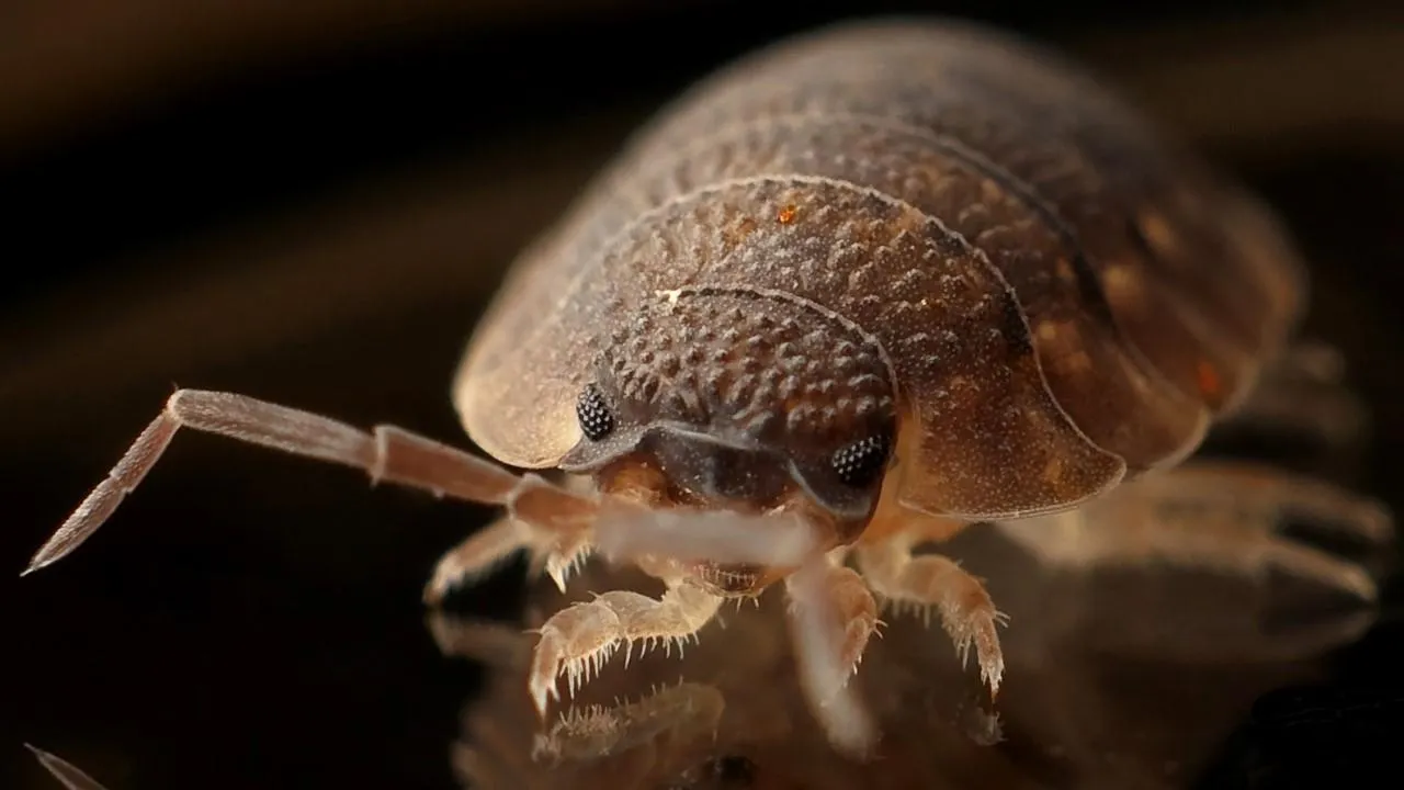 СМИ раскрыли подробности отравления британских туристов в Египте