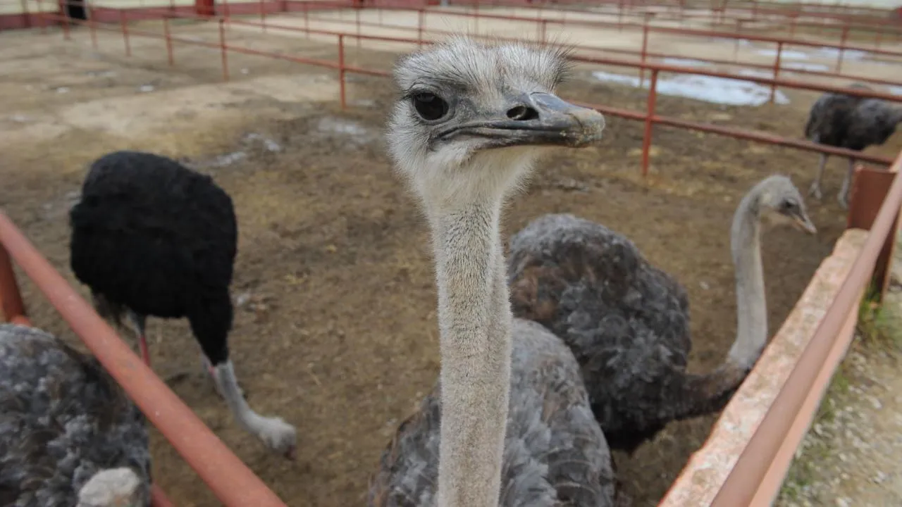 медиасток.рф