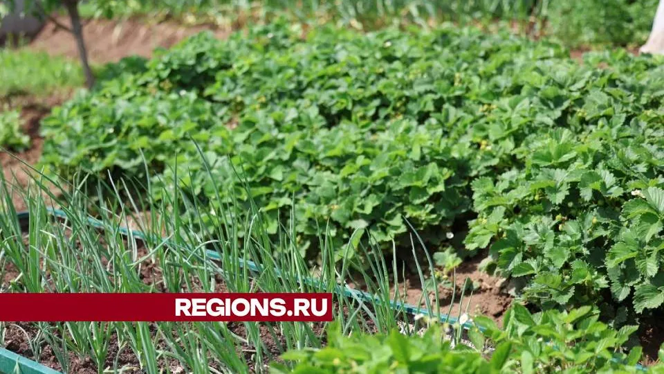 Фото: Ольга Пятикрестовская