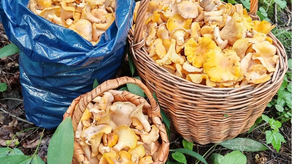 Фото: Константин Кошелев