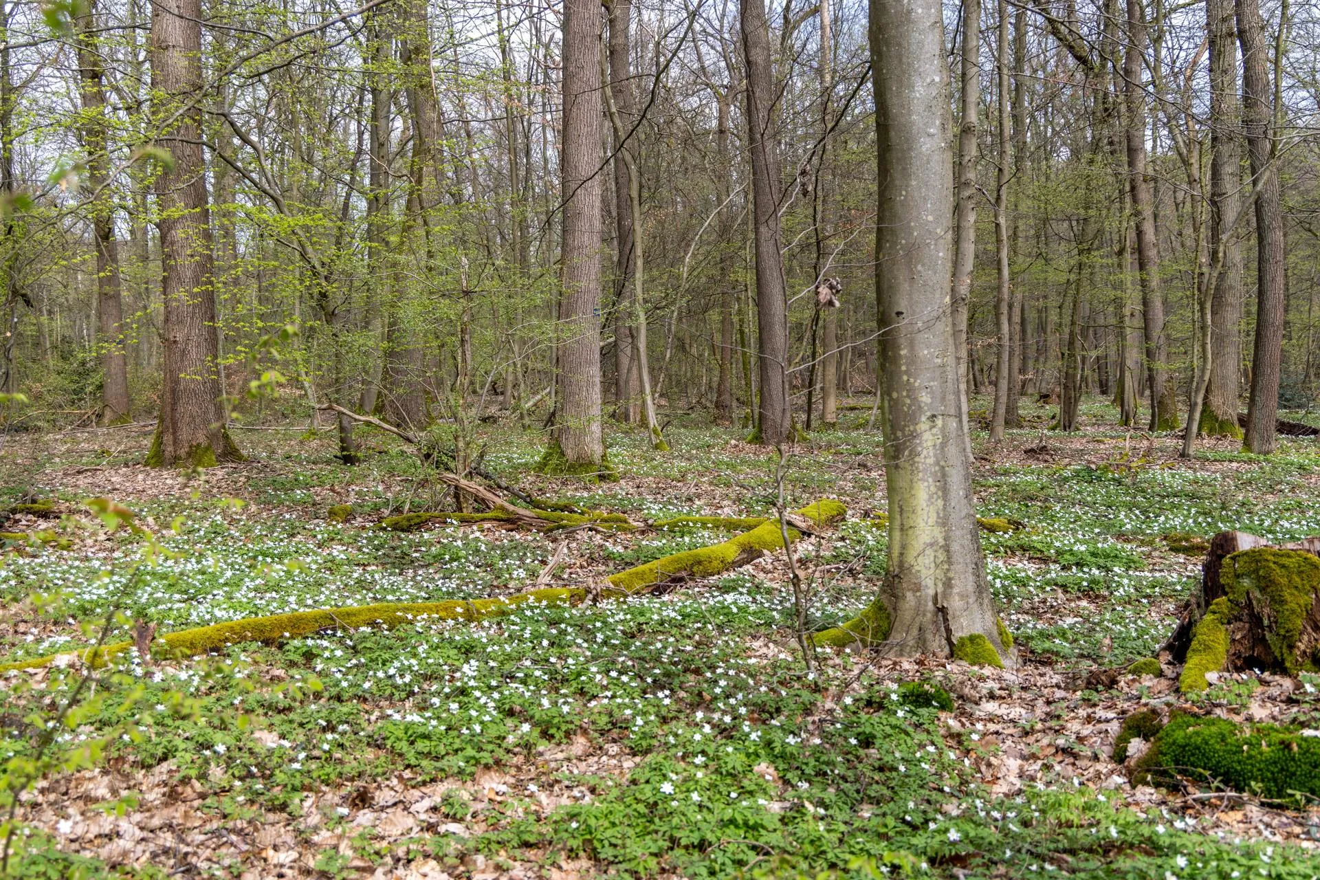 IMAGO / Jan Eifert