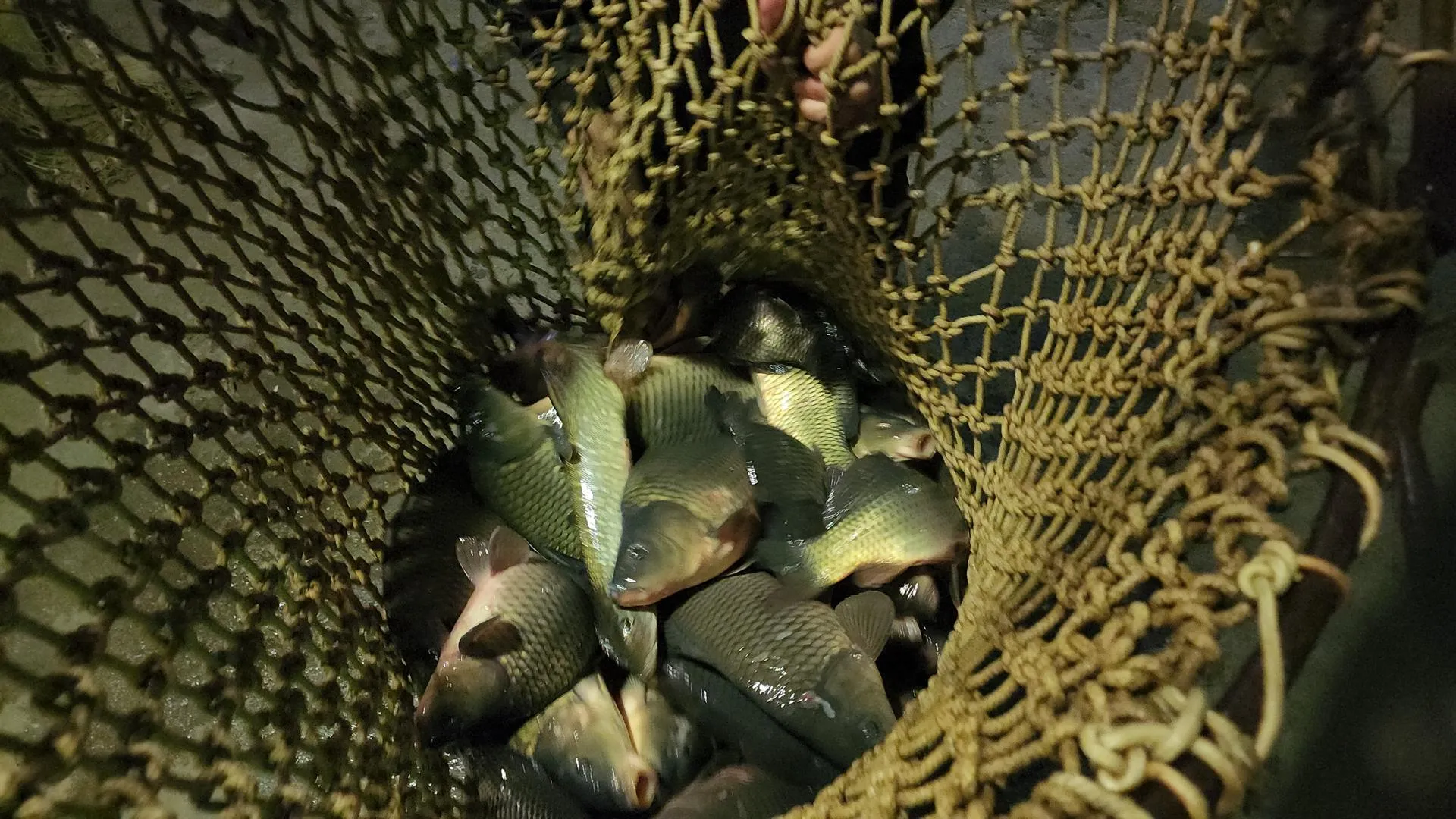 МедиаБанк Подмосковья/Андросова Юлия