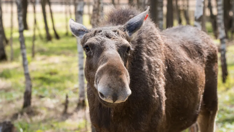 Фото: медиасток.рф