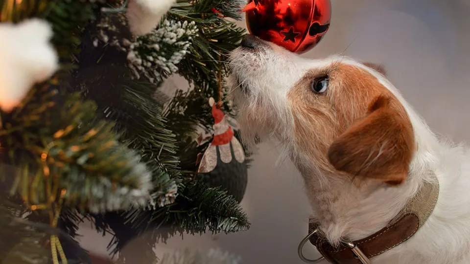 Фото: istockphoto.com/smrm1977