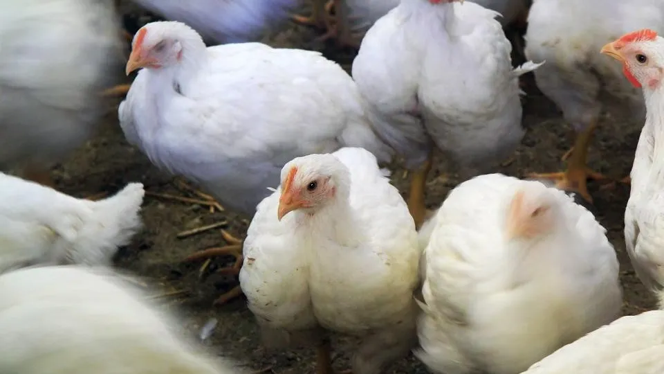 Фото: пресс-служба Министерства сельского хозяйства и продовольствия Московской области