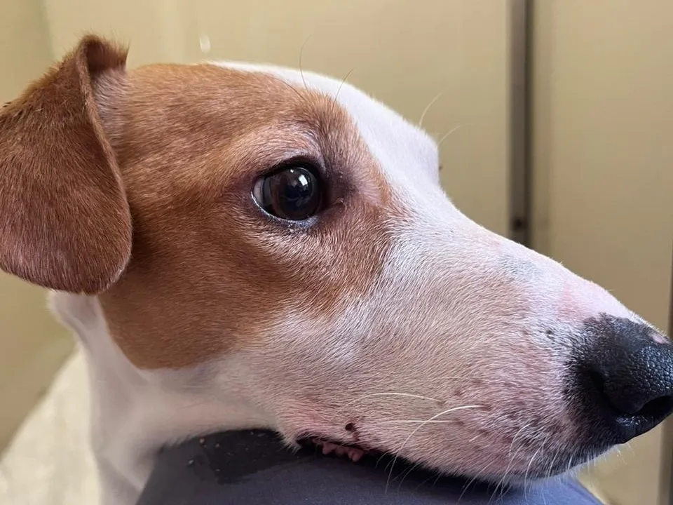 Фото: Луховицкий ветеринарный центр