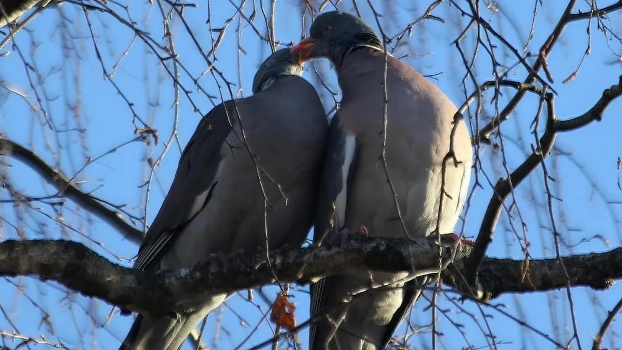 личный архив Константина Кошелева