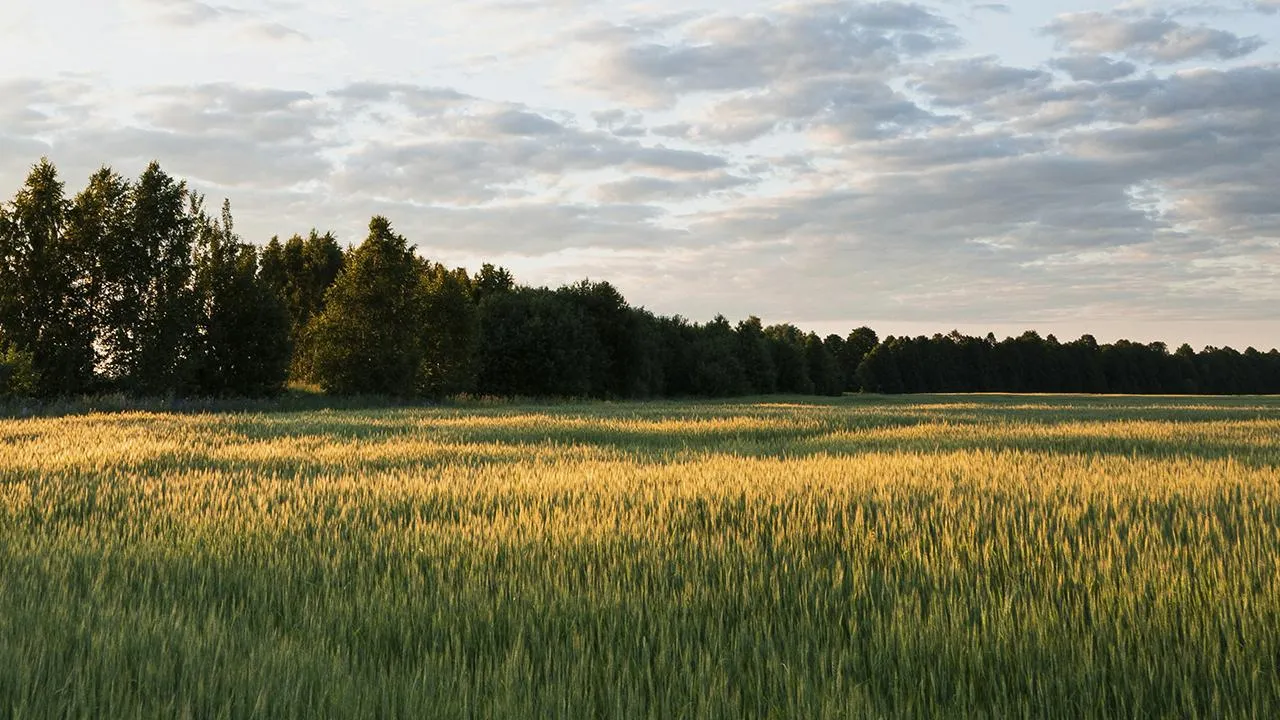 Мужчины подорвались на минном поле в приграничье российского региона
