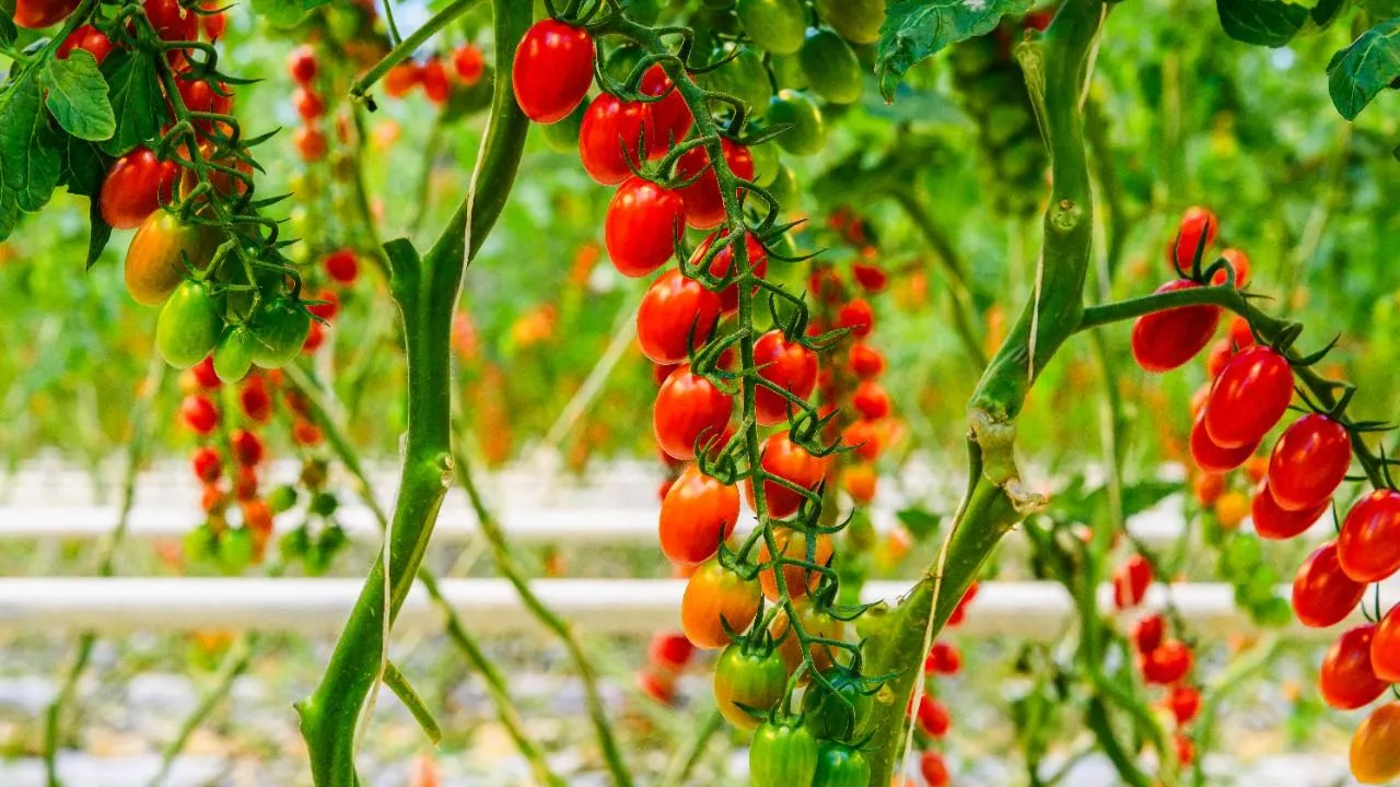 медиасток.рф