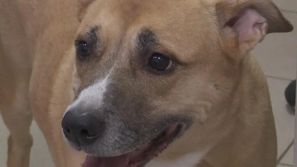 Фото: администрация г.о.Клин