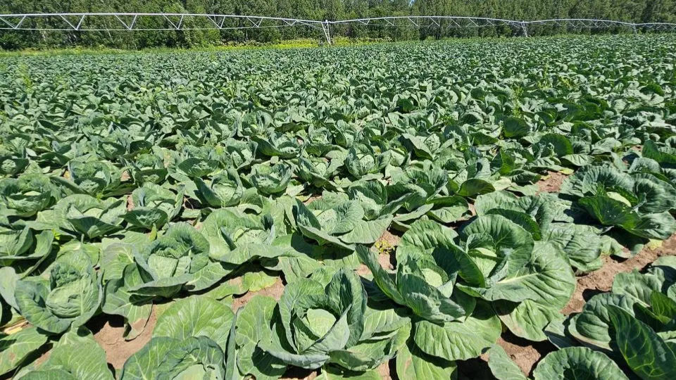 Фото: Агрохолдинг ОСП агро