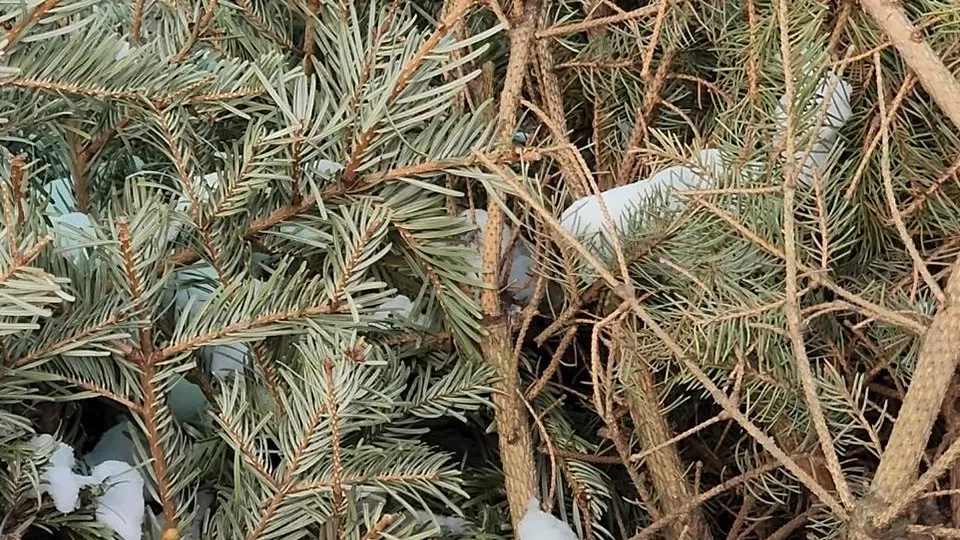 Фото: МедиаБанк Подмосковья/Валерия Ерофеева