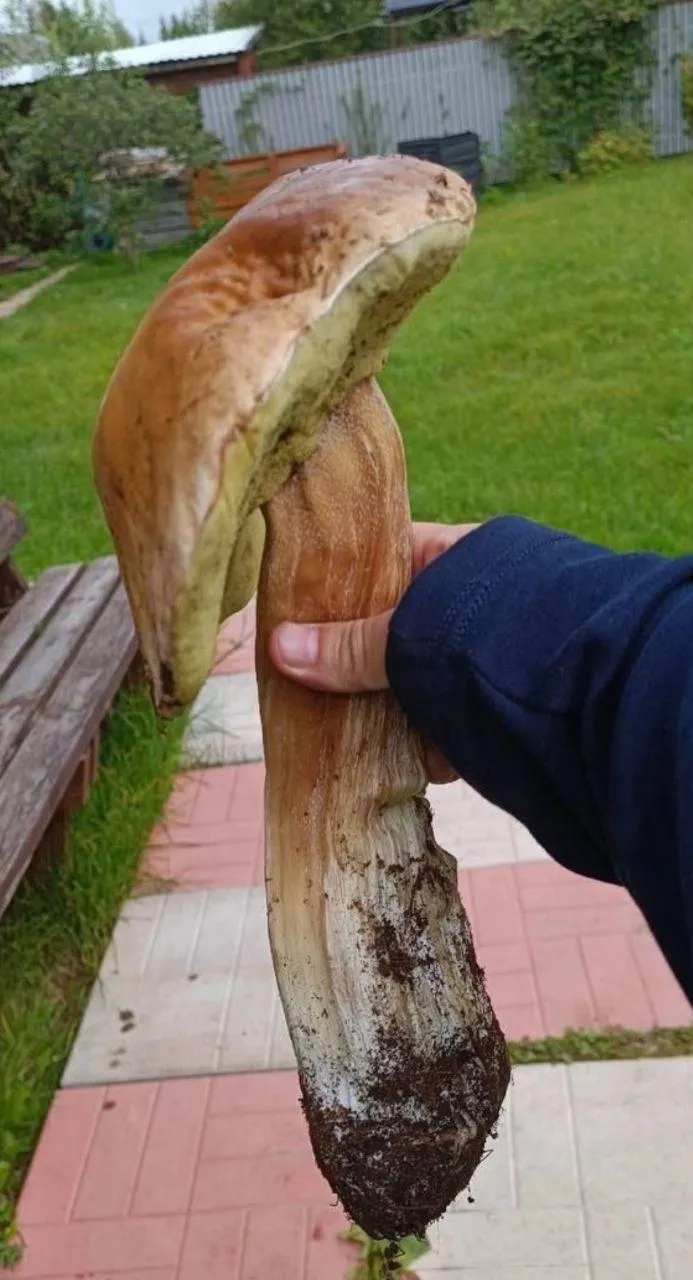 Фото сделано счастливым обладателем гигантского гриба