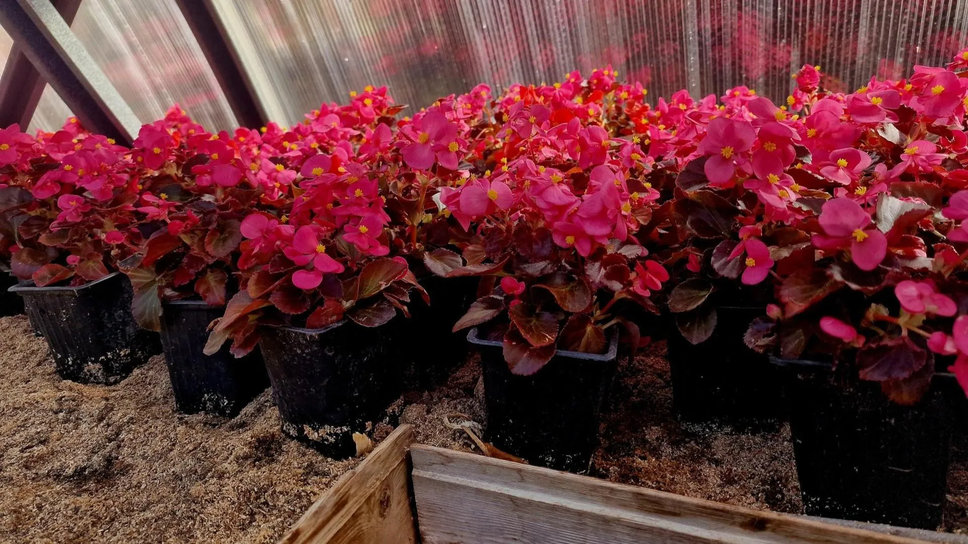 REGIONS/Ольга Шаронова