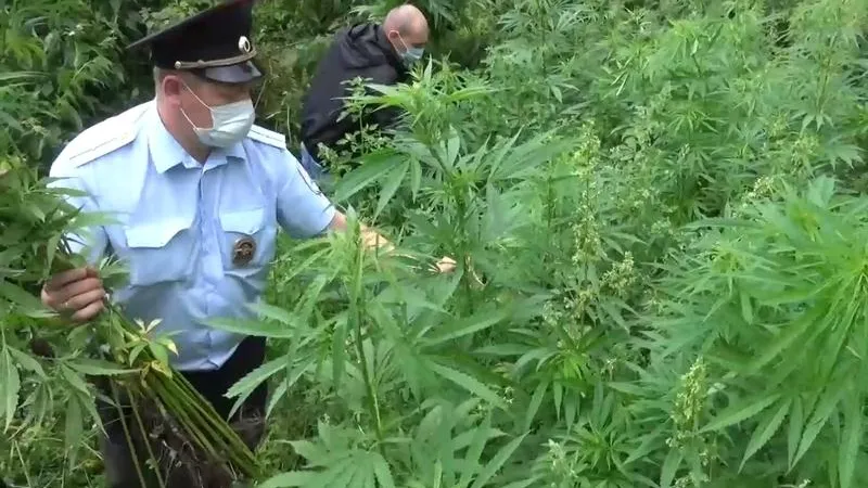 Четыреста кустов конопли сожгли в Талдоме