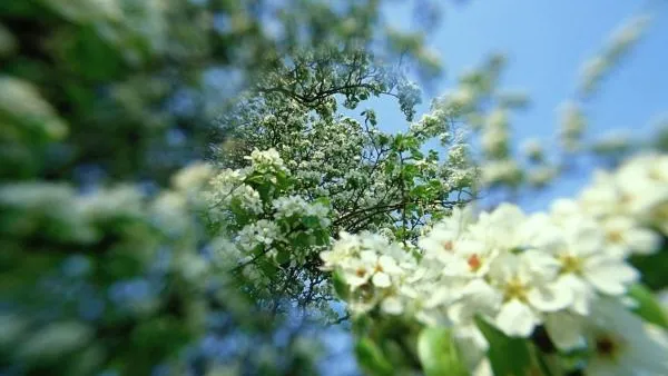 Биолог: весенние заморозки плохо отразятся на цветущих растениях