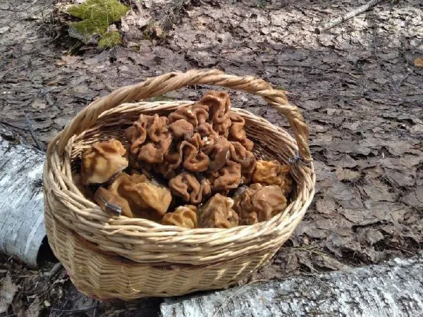 Фото: t.me/schelk_city