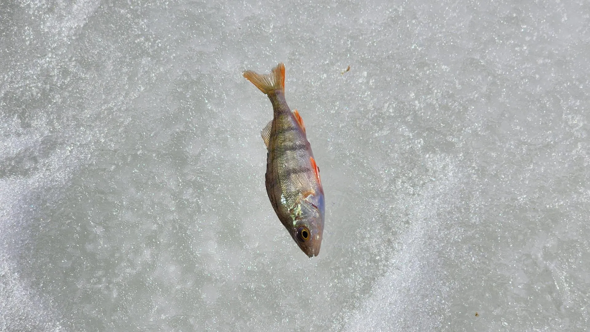 МедиаБанк Подмосковья/Ирина Моисеева