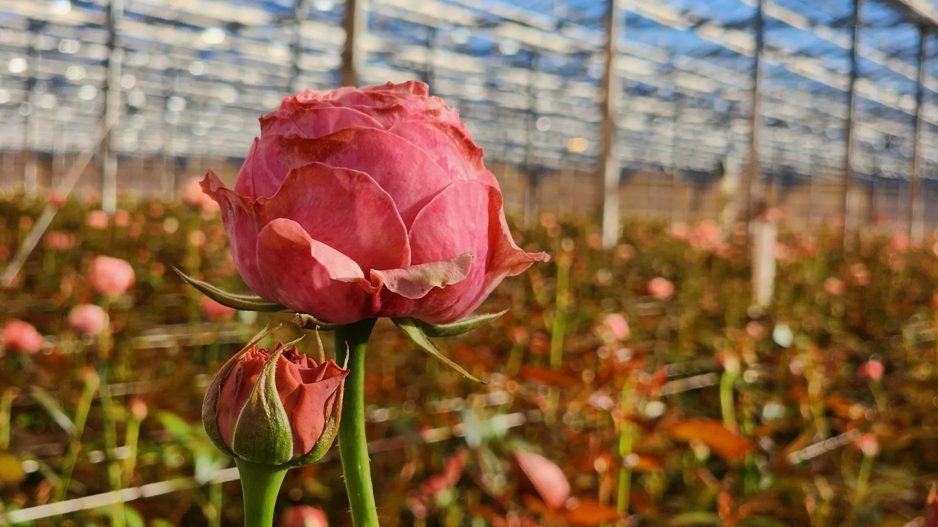 REGIONS/Евгений Рой