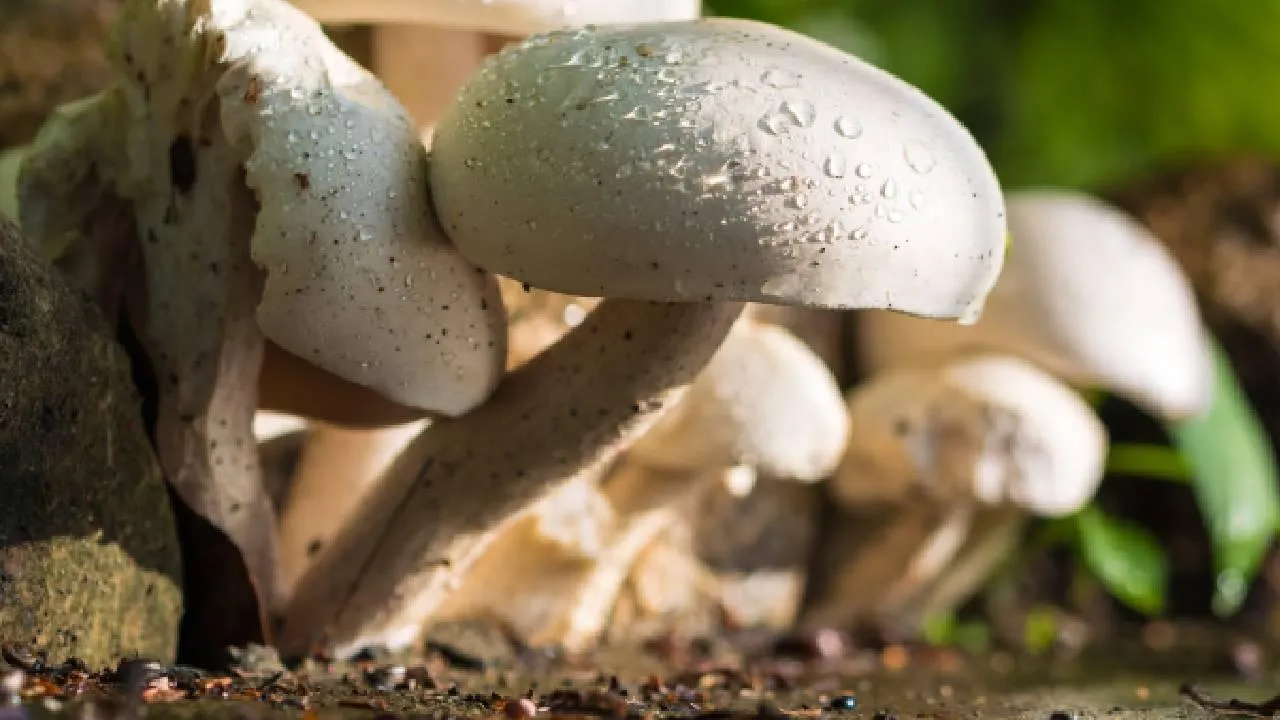 Жители Оренбуржья рассказали, под какими деревьями искать первые грибы