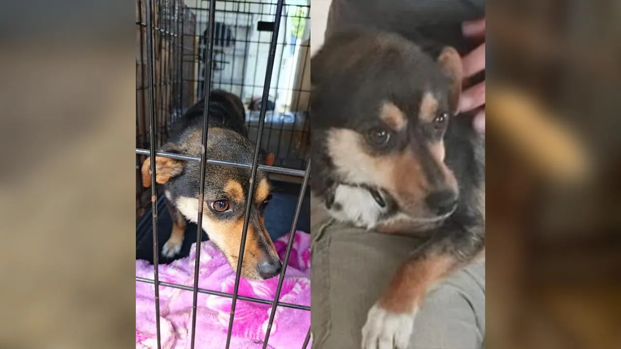 Собаки из Георгиевского ПВС/ личный архив зоозащитников