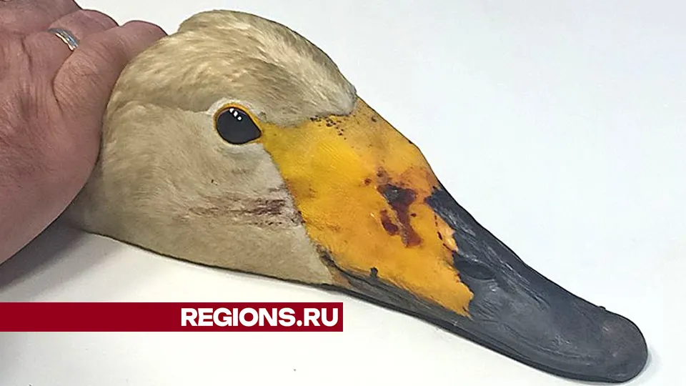 Фото: Ольга Пятикрестовская