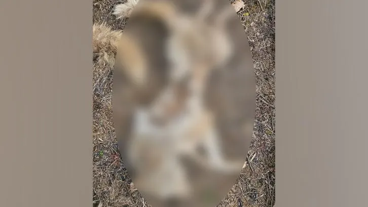 Фото опубликовали волонтеры в группе «Huskyеkb - возьми хаски из приюта» в соцсети «ВКонтакте»