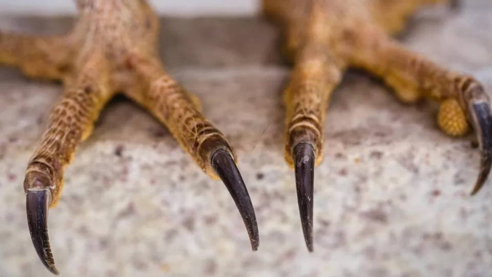 Фото: freepik.com